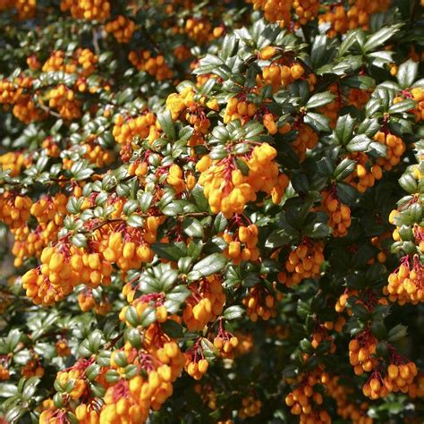 thornless japanese barberry.